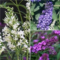 Patio Buddleia (Butterfly Bush) Petite x 3 plants in 3 colours