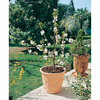Patio Cherry Garden Bing bare root