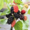 Patio Mulberry 