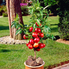 Patio Nectarine 