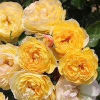 Rose Of The Year 2021 - Rose Belle de Jour Bare Root