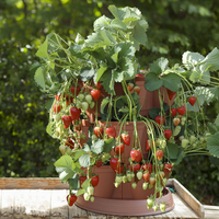 Set of 4 GrowIn Pods with 4 Strawberry Runners