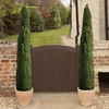 Set of 4 Italian Cypress Trees 60-80cm Tall