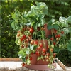 Set of 8 Strawberry Grow In Pods with 8 Buddy Trayplants
