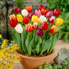 Tall Tulip Triumph Mixed Bulbs (50 Pack)