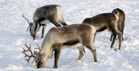 Entrance to Cairngorm Reindeer Centre for Two