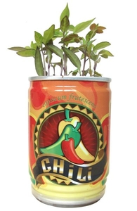 Grow Your Own Chilli