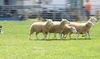 Introduction to Sheep Dog Handling for Two