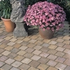 Bradstone Natural Sandstone Paving Fossil Buff Setts,  100 x 100 - 750 Per Pack