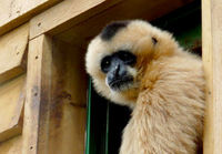 2 for 1 Monkey Tour with Afternoon Tea Special Offer