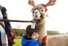 90 Minute Alpaca Walk for Two with Charnwood Forest Alpacas