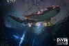 Diving with Sharks Experience at Skegness Aquarium - Special Offer