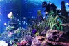 Diving with Sharks Experience at Skegness Aquarium