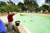 Penguin Feeding Experience at Drusillas Zoo Park