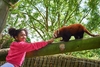 Red Panda Encounter at Drusillas Zoo Park