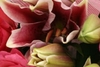 Scented Lily and Rose Bouquet