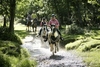 Two Hour New Forest Horse Riding Experience for One
