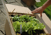 Urban Window Box Garden