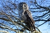 VIP Owl Experience at Sussex Falconry
