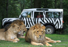 VIP Safari Tour at Longleat Safari Park (Adult and Child)