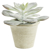 Habitat Floreo Faux Succulent in Pot