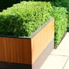 Box Hedging Pack (Buxus Sempervirens)