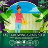 Everyday - Fast Grass Mix