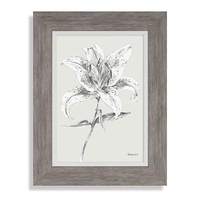 Calico Lily Picture