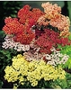 3 Achillea millefolium Collection
