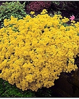 3 Alyssum saxatile citrinum