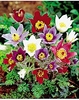 3 Anemone pulsatilla vulgaris mix