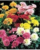 3 Dendranthema hortorum