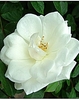 Climbing Rose Iceberg