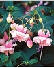 3 Fuchsia Bella Rosella