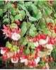 3 Fuchsia Collection