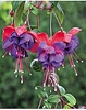 3 Fuchsia Maori Maid