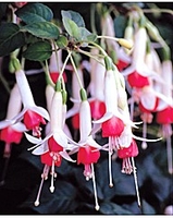3 Fuchsia Water Nymph