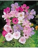 3 Geranium Himalayan mix