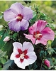 3 Hibiscus Collection