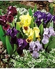 3 Iris dwarf pumila mix