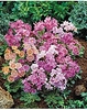 3 Lewisia cotyledon