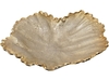 Golden Reef Shell Dish - Large