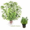 Myriophyllum mattogrossense Aquarium Plant Pot