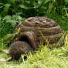 Wildlife World Hedgehog Igloo