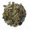 Uva Ursi Dried Herb