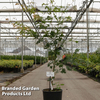 Acer pseudosieboldianum 