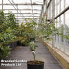 Acer pseudosieboldianum 