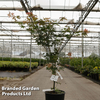 Acer pseudosieboldianum 