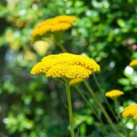 Achillea filipendulina 