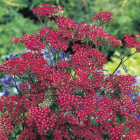 Achillea millefolium 